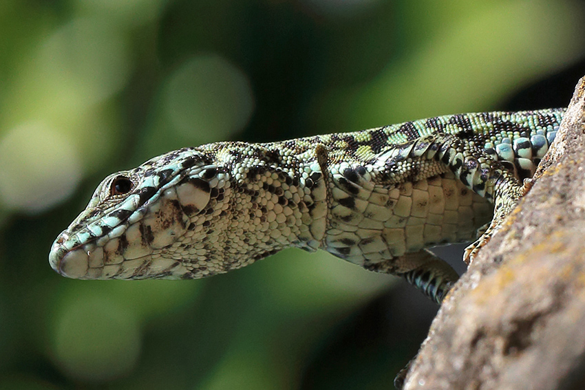 Podarcis muralis